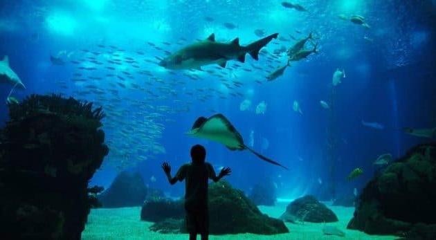 Visiter l’Oceanarium de Lisbonne, l’aquarium de la capitale