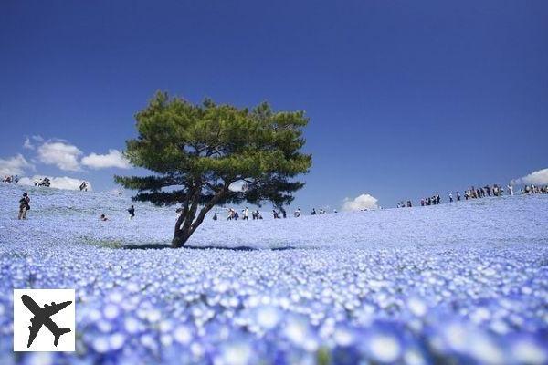 Hitachi Seaside Park no Japão