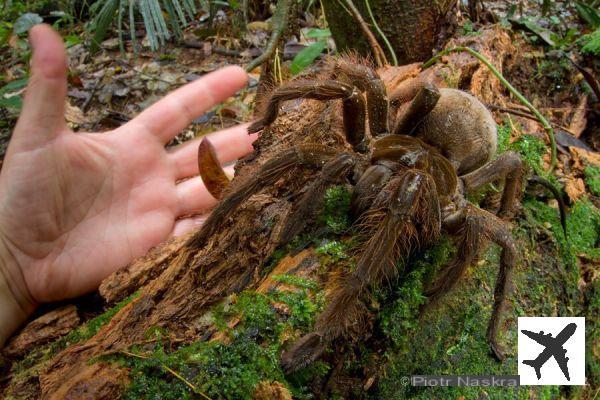 Goliath: the biggest spider in the world is aptly named