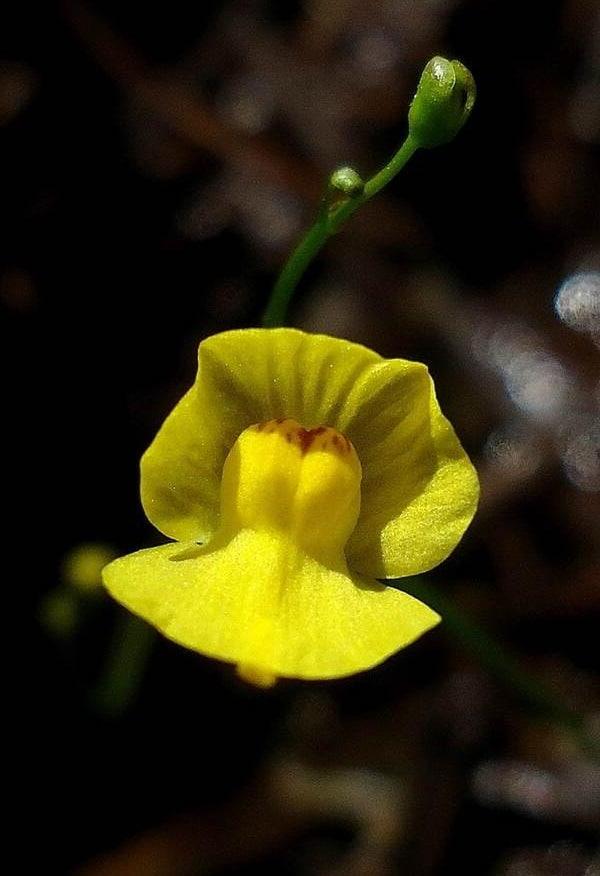 8 plantes fascinantes qui poussent à travers le monde