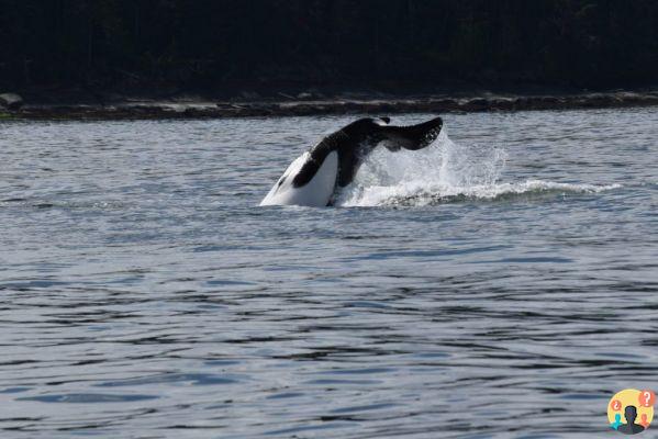 Cosas que hacer en Vancouver – 12 atracciones para visitar en la ciudad