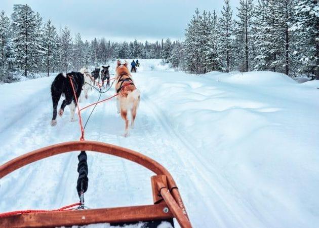 12 endroits où faire du chien de traîneau dans le Jura