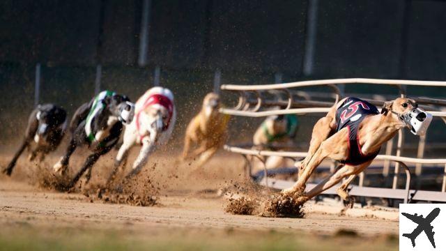 Carreras de galgos