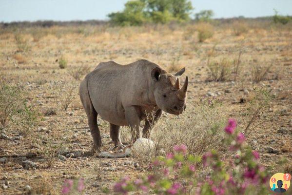 Namibie – Ce qu'il faut savoir avant de partir