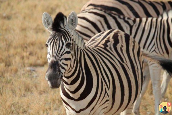 Namibie – Ce qu'il faut savoir avant de partir