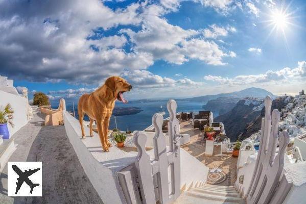 11 destinations où voyager avec son chien en Europe