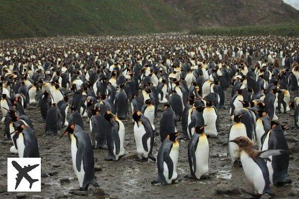 Salisbury Plain, l’île de Géorgie du Sud qui accueille une immense communauté de manchots