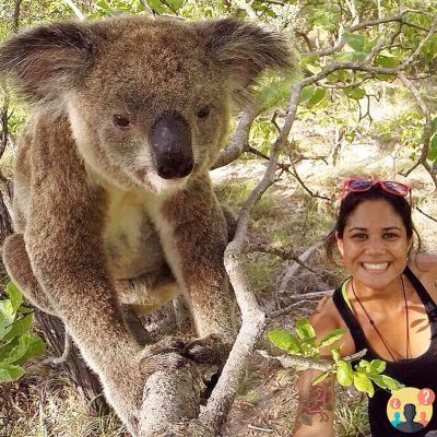 Magnetic Island in Australia – Travel Guide