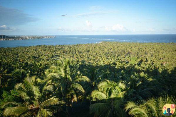 Barra de São Miguel – Aprenda todo sobre el paraíso en Alagoas