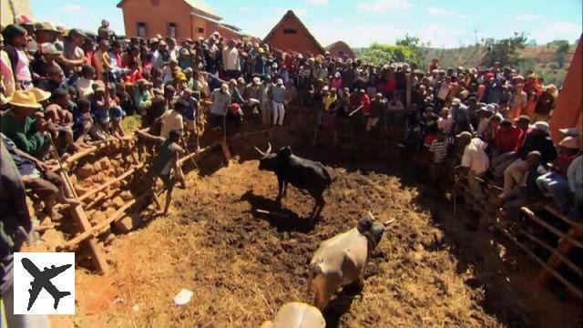 Le Savika, la tauromachie à la Malgache