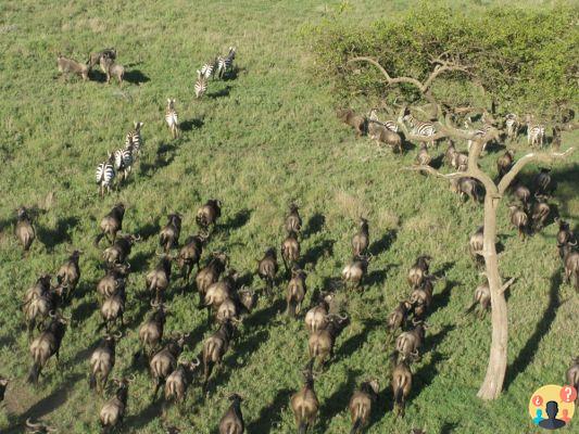 Four Seasons Safari Lodge Serengeti, Tanzânia