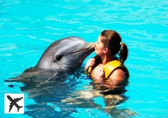 Nagez avec les dauphins et allez au parc aquatique Aquaventure à Dubaï