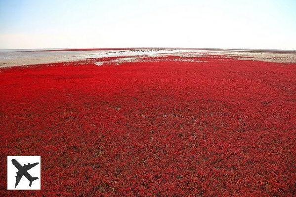 La Plage rouge de Panjin en Chine