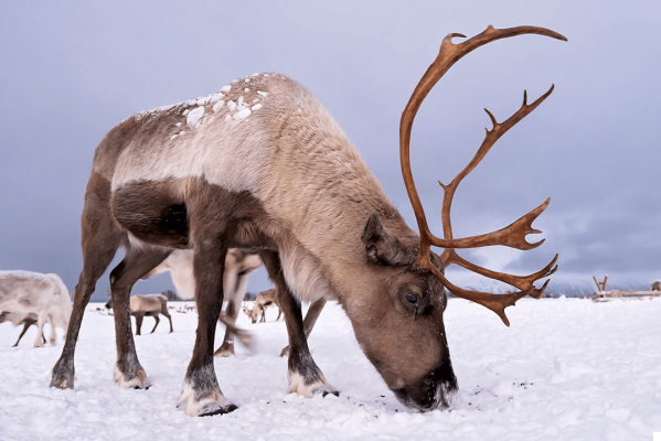 See reindeer in Norway