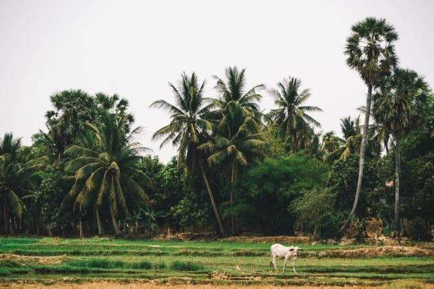 Les 9 choses incontournables à faire à Siem Reap