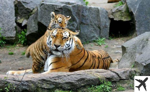 The 10 Most Incredible Zoos in the World
