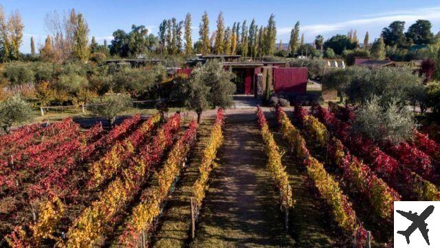 Cantine a Mendoza da non perdere