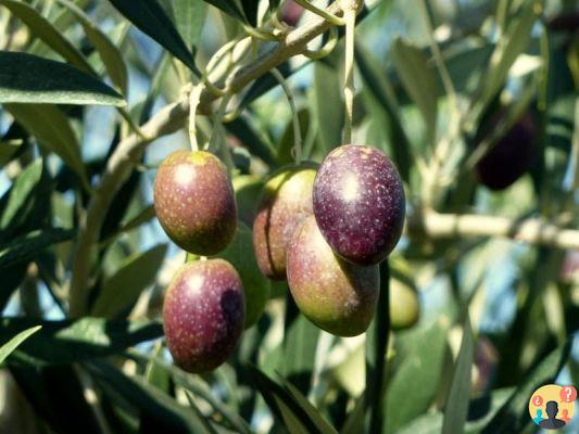 Bodegas en Mendoza que no te puedes perder