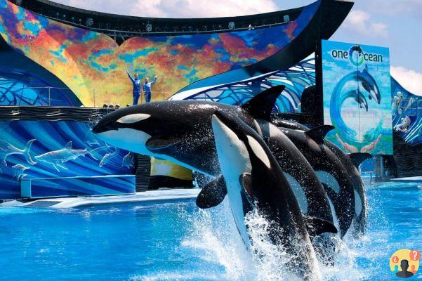 SeaWorld Orlando – Guida completa al parco