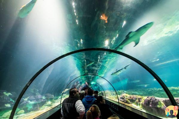 SeaWorld Orlando – Guía completa del parque