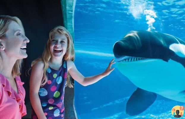 SeaWorld Orlando – Guida completa al parco