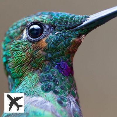 20 colibris révèlent leur beauté incroyable