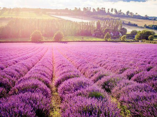 Campo lavanda mayfield lavanda londra