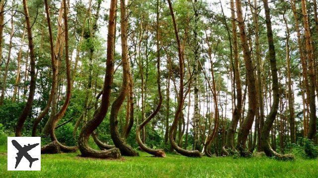 15 forêts insolites qui semblent venir d’une autre planète