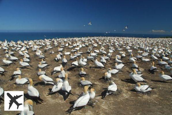 La colonie de fous de Bassan de Cape Kidnappers en Nouvelle-Zélande