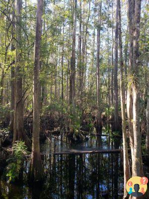 Sebring – Guía de qué hacer, dónde comer y dónde alojarse