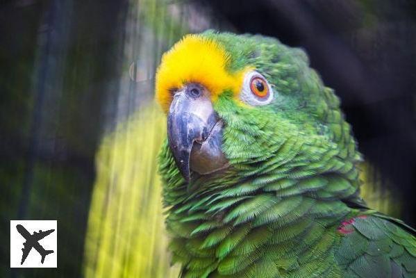 Visiter le Loro Parque à Tenerife : billets, tarifs, horaires