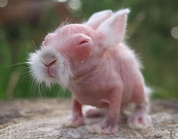 15 barely recognizable hairless animals
