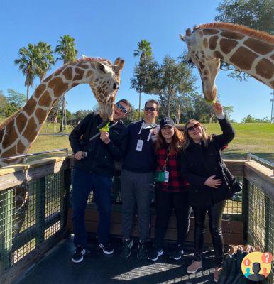 Busch Gardens Tampa – Top attractions and tips to enjoy