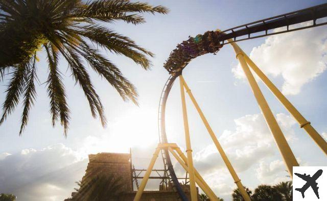 Busch Gardens Tampa – Le migliori attrazioni e consigli per divertirsi