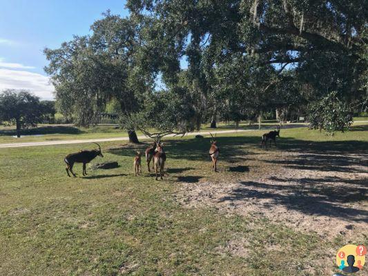 Busch Gardens Tampa – Le migliori attrazioni e consigli per divertirsi