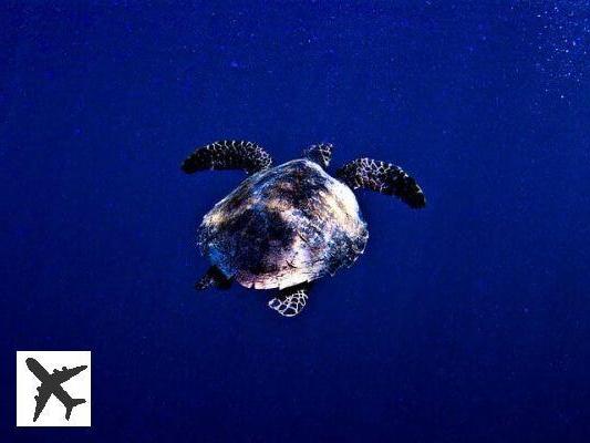 Les meilleurs spots de plongée à Bali