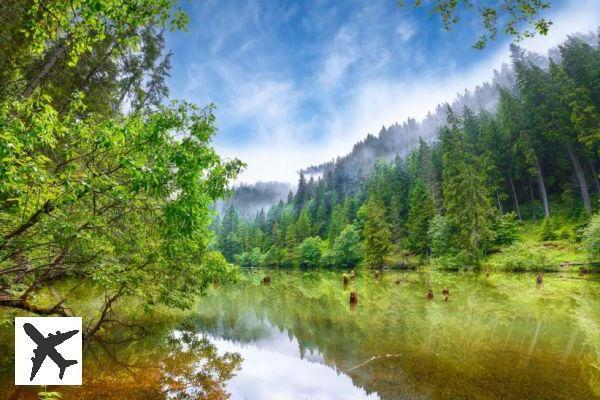 Les 10 plus belles forêts d’Europe