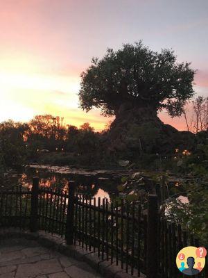 Animal Kingdom – Suggerimenti per sfruttare al meglio il parco