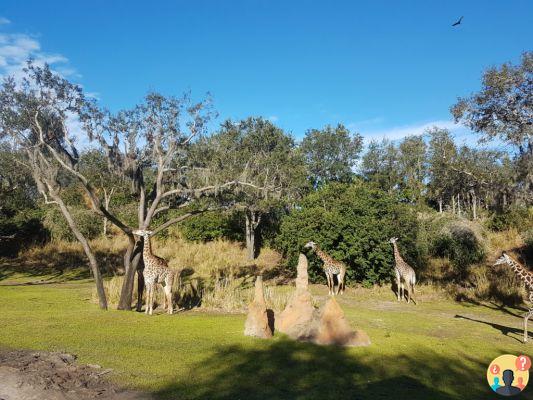 Animal Kingdom – Consejos para aprovechar al máximo el parque