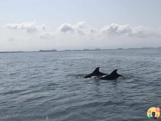 Qué hacer en Puerto Vallarta y Riviera Nayarit