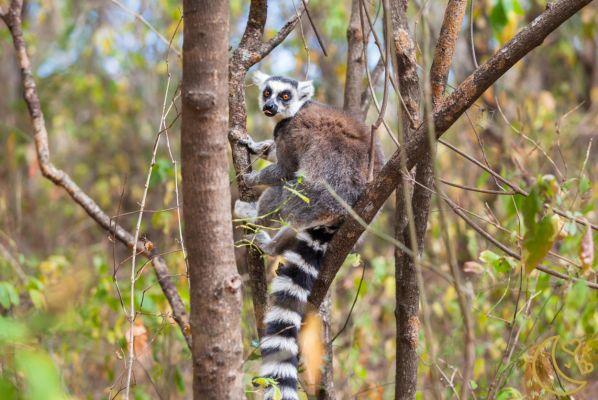 Honeymoon ideas in Madagascar