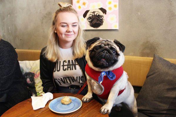 Londres abre a primeira cafeteria para carlinos pug café