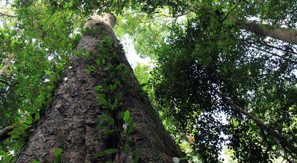 Top 10 Tallest Trees in the World - Official Ranking