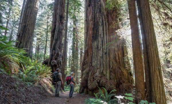 Top 10 des arbres les plus hauts du monde - Classement officiel