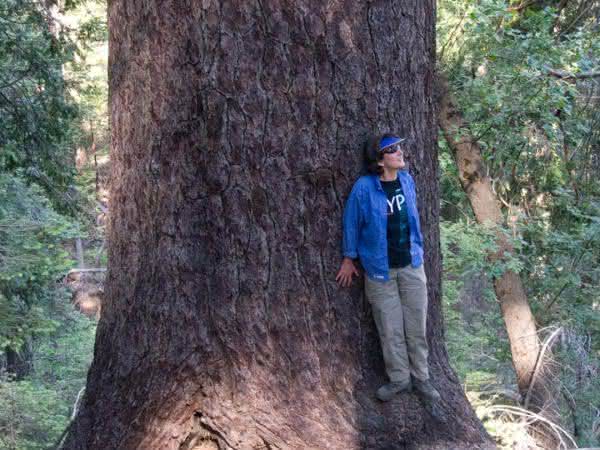 Top 10 Tallest Trees in the World - Official Ranking