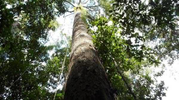 Top 10 Tallest Trees in the World - Official Ranking