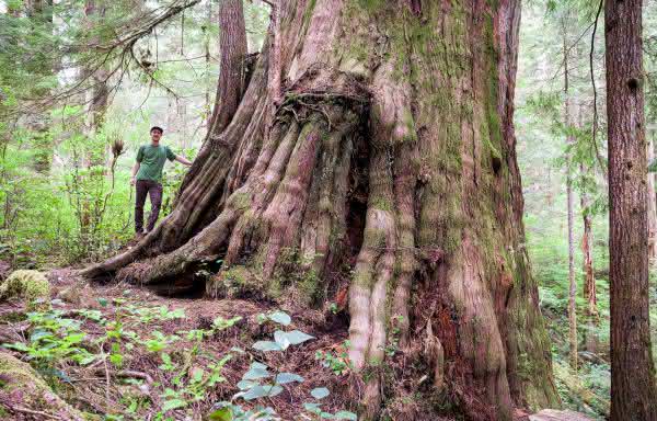 Top 10 des arbres les plus hauts du monde - Classement officiel