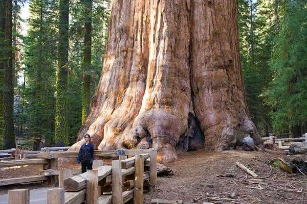 Top 10 des arbres les plus hauts du monde - Classement officiel