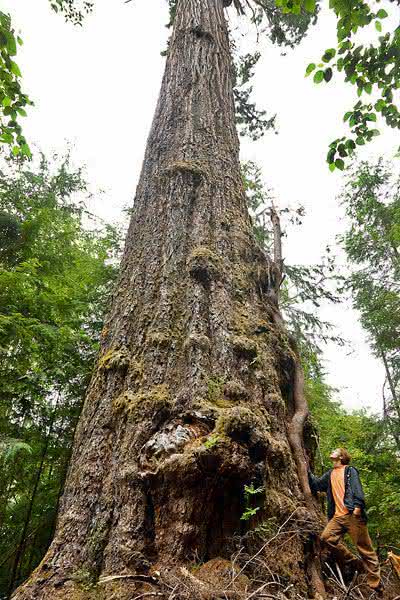 Top 10 des arbres les plus hauts du monde - Classement officiel