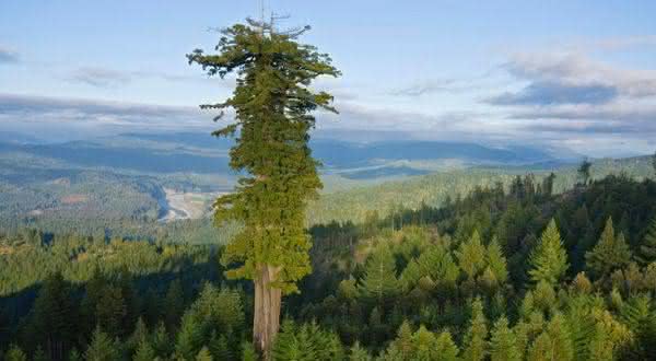 Top 10 des arbres les plus hauts du monde - Classement officiel